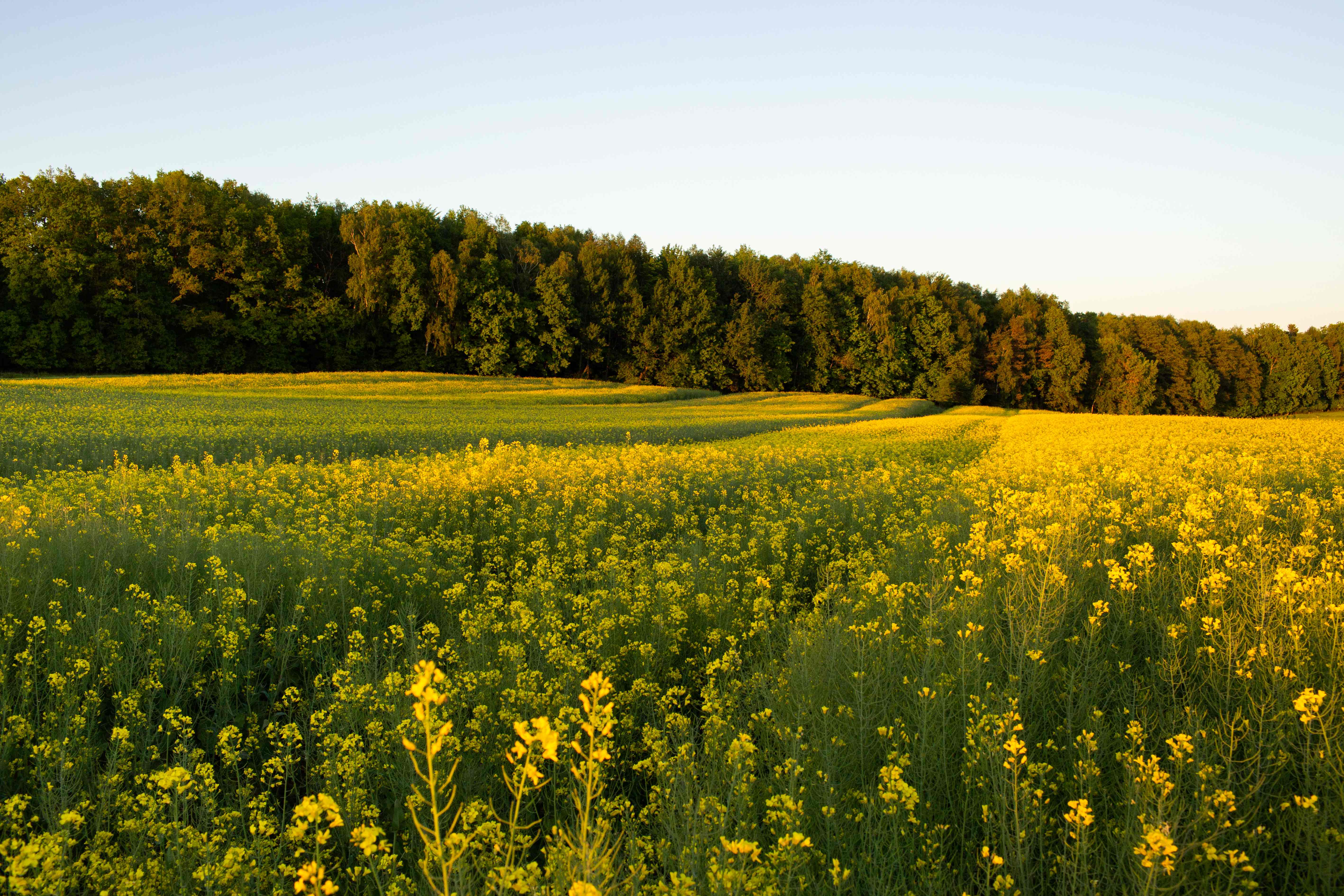 bvbvbv – Piekarnia TESTOWA